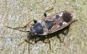 Image result for Rhyparochromus