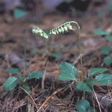 Attēlu rezultāti vaicājumam “Orthilia secunda flower”