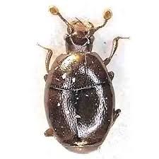 Attēlu rezultāti vaicājumam “Histeridae”