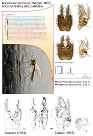 Attēlu rezultāti vaicājumam “Rabdophaga degeeri”
