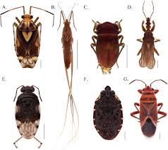 Attēlu rezultāti vaicājumam “Trichia ambigua macro”