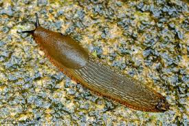 Attēlu rezultāti vaicājumam “Arion rufus”