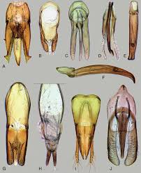 Attēlu rezultāti vaicājumam “Ampedus sp.”