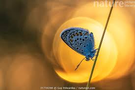 Attēlu rezultāti vaicājumam “Plebejus argus”