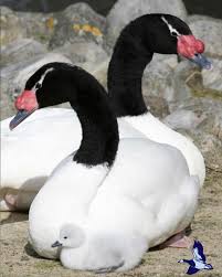 Attēlu rezultāti vaicājumam “Cygnus columbianus adult”