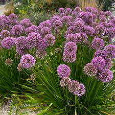 Image result for Zierlauch