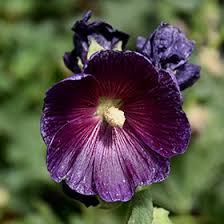 Image result for Alcea rosea