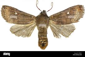 Attēlu rezultāti vaicājumam “Eupsilia transversa”