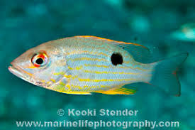 Image result for Lutjanus synagris