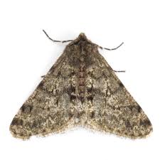 Attēlu rezultāti vaicājumam “Phigalia pilosaria”