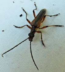 Attēlu rezultāti vaicājumam “Stenocorus meridianus”