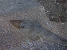 Image result for Pseudobatos lentiginosus