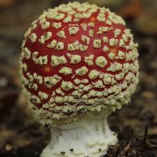 Attēlu rezultāti vaicājumam “Coleosporium sp.”