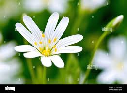 Attēlu rezultāti vaicājumam “Stellaria holostea flower”