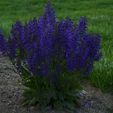 Image result for Salvia pratensis