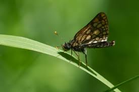 Attēlu rezultāti vaicājumam “Carterocephalus palaemon underside”