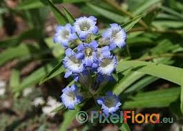Attēlu rezultāti vaicājumam “Gentiana cruciata flower”