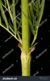 Attēlu rezultāti vaicājumam “Thalictrum lucidum leaf”