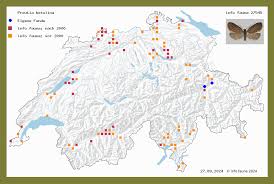 Attēlu rezultāti vaicājumam “Proutia betulina”