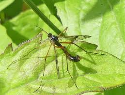 Attēlu rezultāti vaicājumam “Dictenidia bimaculata male”