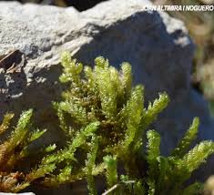 Attēlu rezultāti vaicājumam “Neckera crispa”