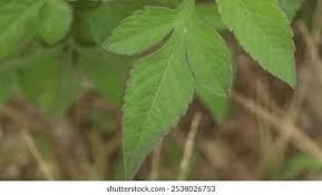 Attēlu rezultāti vaicājumam “Bidens tripartita leaf”