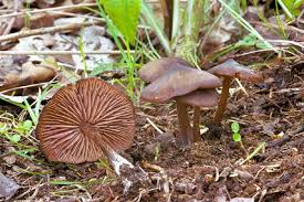 Attēlu rezultāti vaicājumam “Entoloma vernum”