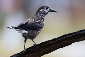 Image result for Nucifraga caryocatactes