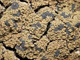 Attēlu rezultāti vaicājumam “Hypocenomyce scalaris”