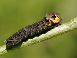 Attēlu rezultāti vaicājumam “Deilephila elpenor larva”