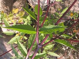 Attēlu rezultāti vaicājumam “Bidens frondosa”