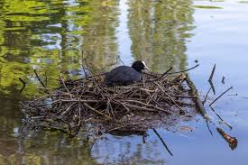 Attēlu rezultāti vaicājumam “Fulica atra nest”