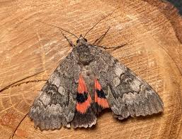 Attēlu rezultāti vaicājumam “Catocala nupta”