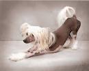 The dog in world: Chinese Crested Dogs