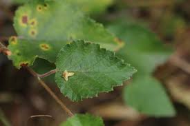 Attēlu rezultāti vaicājumam “Betula pubescens leaf”