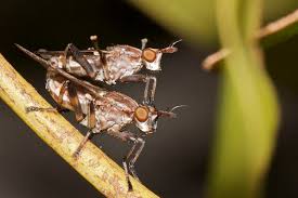 Attēlu rezultāti vaicājumam “Sciomyzidae”