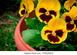 Attēlu rezultāti vaicājumam “Viola tricolor leaf”