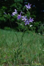 Attēlu rezultāti vaicājumam “Campanula patula fruit”