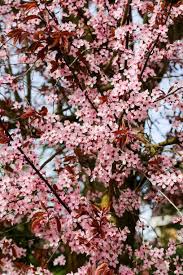 Attēlu rezultāti vaicājumam “Prunus cerasifera flower”