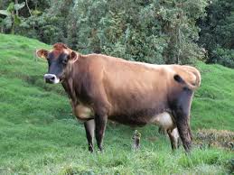 Attēlu rezultāti vaicājumam “Bos primigenius taurus”