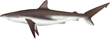Image result for Carcharhinus obscurus