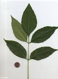 Attēlu rezultāti vaicājumam “Fraxinus pennsylvanica leaf”
