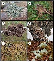 Attēlu rezultāti vaicājumam “Microcalicium disseminatum”