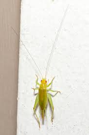 Attēlu rezultāti vaicājumam “Trichia ambigua stalked”