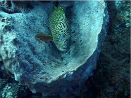 Image result for Epinephelus guttatus