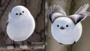 Image result for Bird