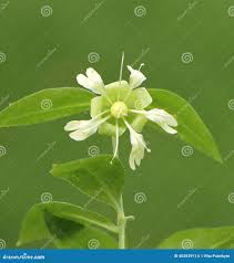 Attēlu rezultāti vaicājumam “Silene baccifera leaf”
