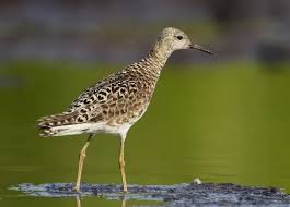 Attēlu rezultāti vaicājumam “Philomachus pugnax adult”