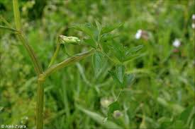 Attēlu rezultāti vaicājumam “Angelica palustris flower”