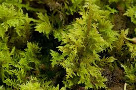 Attēlu rezultāti vaicājumam “Thuidium”